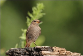 <p>REHEK DOMÁCÍ (Phoenicurus ochruros) /Black redstart - Hausrotschwanz/</p>